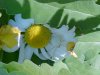 White spider on Oxeye Daisy (Leucanthemum vulgare)