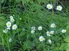 Oxeye Daisies (Leucanthemum vulgare)