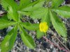 Canadian Dwarf Cinquefoil (Potentilla canadensis)