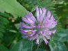 Red Clover (Trifolium pratense)