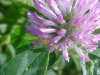 Red Clover (Trifolium pratense)
