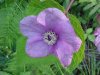 Purple-flowering Raspberry (Rubus odoratus)