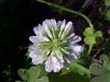 Buffalo Clover (Trifolium stoloniferum)