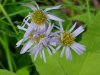 White spider on New England Aster (Aster novae-angliae)