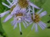 White spider on New England Aster (Aster novae-angliae)