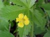 Canadian Dwarf Cinquefoil (Potentilla canadensis)