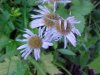 New England Aster (Aster novae-angliae)