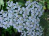 Yarrow; Milfoil (Achillea millefolium)