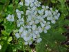 Yarrow; Milfoil (Achillea millefolium)