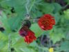 Orange Hawkweed; Devil's Paintbrush (Hieracium aurantiacum)