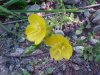 Small Sundrop (Onagraceae perennis)