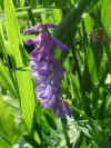 Cow Vetch; Blue Vetch (Vicia cracca)
