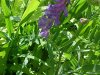 Cow Vetch; Blue Vetch (Vicia cracca)