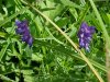 Cow Vetch; Blue Vetch (Vicia cracca)