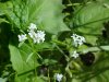 Northern Bedstraw (Gallium boreale)