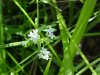 Northern Bedstraw (Gallium boreale)