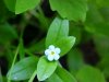 True Forget-me-not (Myosotis scorpioides)