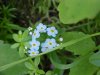 True Forget-me-not (Myosotis scorpioides)