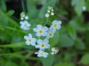 True Forget-me-not (Myosotis scorpioides)