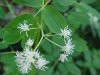 Tall Meadow Rue (Thalictrum pubescens; Thalictrum polygamum)