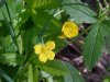 Canadian Dwarf Cinquefoil (Potentilla canadensis)