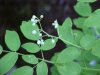 Tall Meadow Rue (Thalictrum pubescens; Thalictrum polygamum)