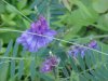 Cow Vetch; Blue Vetch (Vicia cracca)
