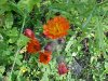 Orange Hawkweed; Devil's Paintbrush (Hieracium aurantiacum)