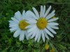 Oxeye Daisy (Leucanthemum vulgare)