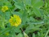 Hop Clover (Trifolium aureum)