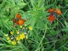 Yellow Hawkweed; King Devil (Hieracium caespitosum; Hieracium pratense; Hieracium floribundum) and Orange Hawkweed; Devil's Paintbrush (Hieracium aurantiacum)