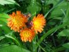 Orange Hawkweed; Devil's Paintbrush (Hieracium aurantiacum)