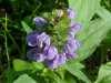Heal-all; Self-heal (Prunella vulgaris)