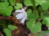 Common Wood Sorrel (Oxalis montana)