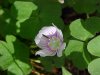 Common Wood Sorrel (Oxalis montana)