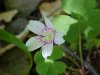 Common Wood Sorrel (Oxalis montana)