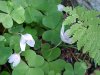 Common Wood Sorrel (Oxalis montana)