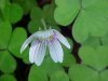 Common Wood Sorrel (Oxalis montana)