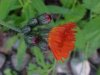 Orange Hawkweed; Devil's Paintbrush (Hieracium aurantiacum)