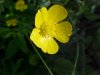 Common Buttercup (Ranunculus acris)