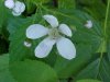 Allegheny Blackberry  (Rubus allegheniensis porter agg)