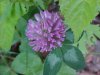 Red Clover (Trifolium pratense)
