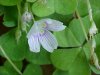 Common Wood Sorrel (Oxalis montana)