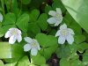 Common Wood Sorrel (Oxalis montana)