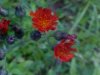 Orange Hawkweed; Devil's Paintbrush (Hieracium aurantiacum)