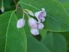 Spreading Dogbane (Apocynum androsaemifolium)