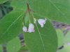 Spreading Dogbane (Apocynum androsaemifolium)
