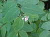Spreading Dogbane (Apocynum androsaemifolium)