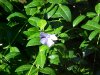 Periwinke; Myrtle (Vinca Minor)