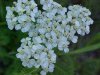 Yarrow; Milfoil (Achillea millefolium)